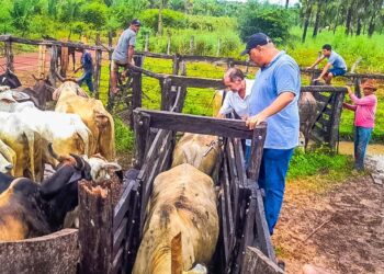 Peritoró: Prefeitura inicia 1ª etapa da Campanha Nacional de Vacina contra Febre Aftosa