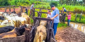 Peritoró: Prefeitura inicia 1ª etapa da Campanha Nacional de Vacina contra Febre Aftosa