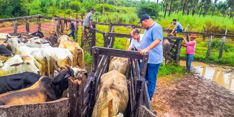 Peritoró: Prefeitura inicia 1ª etapa da Campanha Nacional de Vacina contra Febre Aftosa