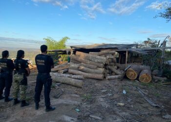 Crime Ambiental: Polícia Federal faz operação em Barra do Corda para combater exploração ilegal de madeira