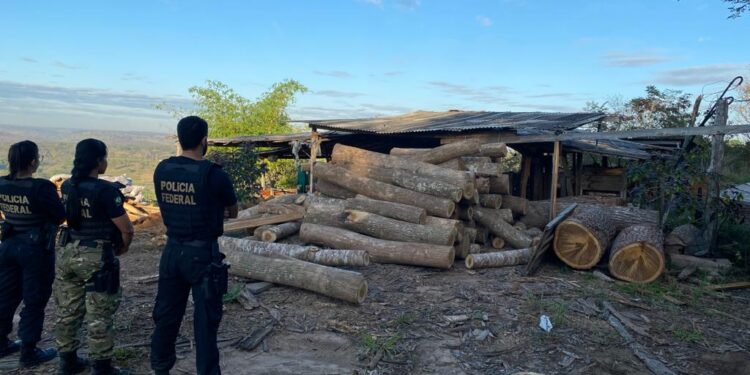Crime Ambiental: Polícia Federal faz operação em Barra do Corda para combater exploração ilegal de madeira Crime Ambiental: Polícia Federal faz operação em Barra do Corda para combater exploração ilegal de madeira