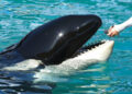 Liberdade: Orca atração do SeaWorld será libertada nos EUA após 52 anos de cativeiro