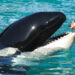 Liberdade: Orca atração do SeaWorld será libertada nos EUA após 52 anos de cativeiro